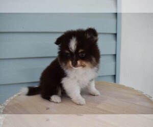 Pomeranian Puppy for sale in SAN DIEGO, CA, USA