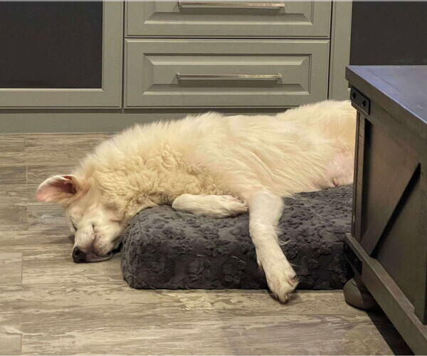 Medium Photo #7 Great Pyrenees-Unknown Mix Puppy For Sale in Houston, TX, USA