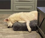 Small #6 Great Pyrenees Mix