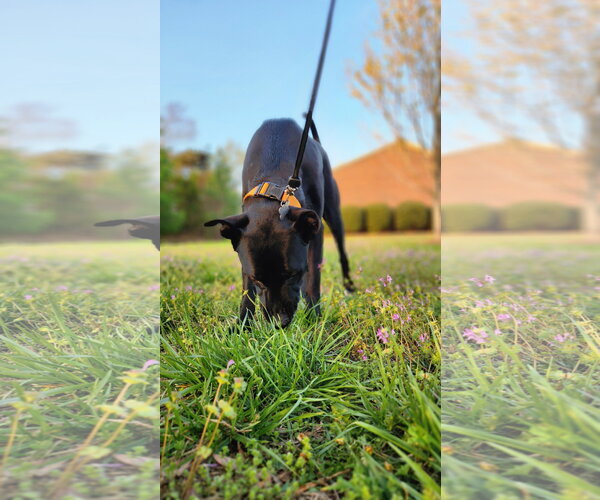 Medium Photo #12 American Pit Bull Terrier-Labrador Retriever Mix Puppy For Sale in Holly Springs, NC, USA