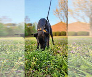 Nova - Female American Pit Bull Terrier-Labrador Retriever Mix Dog for Adoption - Photo #12