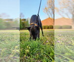 Small Photo #12 American Pit Bull Terrier-Labrador Retriever Mix Puppy For Sale in Holly Springs, NC, USA