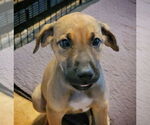 Small #2 German Shepherd Dog-Great Dane Mix