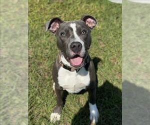 American Pit Bull Terrier-Unknown Mix Dogs for adoption in Conroe, TX, USA