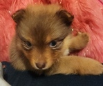 Puppy Puppy 5 Pomeranian