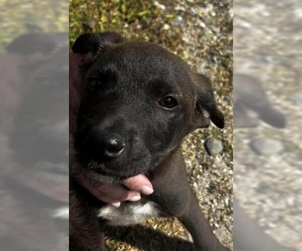 Medium Photo #1 Labrador Retriever-Unknown Mix Puppy For Sale in Houston, TX, USA