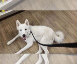 Small #22 Huskies  Mix