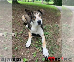 Medium German Shepherd Dog-Siberian Husky Mix