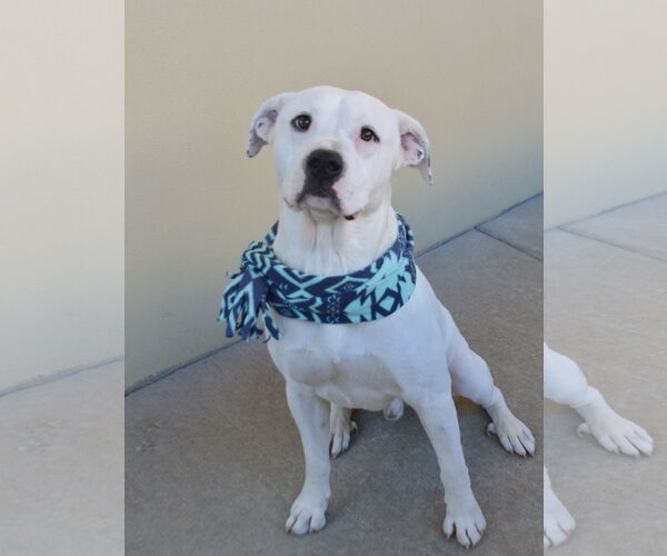 Medium Photo #4 Mutt Puppy For Sale in McKinney, TX, USA