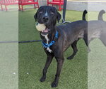 Small Photo #2 Labrador Retriever-Retriever  Mix Puppy For Sale in NEWPORT NH, NH, USA