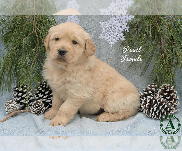 Medium Photo #2 Golden Retriever Puppy For Sale in HARRISONBURG, VA, USA