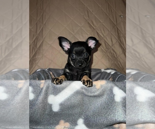 Medium Photo #1 Chihuahua Puppy For Sale in WALTON, NY, USA