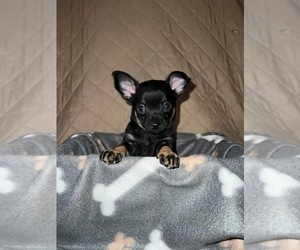 Chihuahua Puppy for sale in WALTON, NY, USA