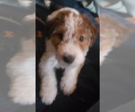 Puppy 1 Wire Fox Terrier