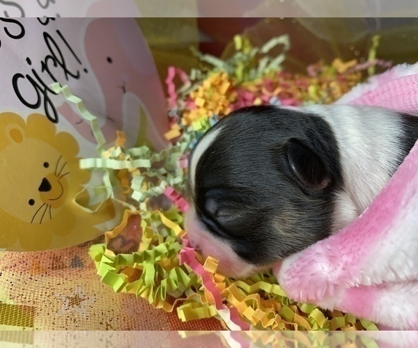 Medium Photo #6 Bullhuahua-Chihuahua Mix Puppy For Sale in RAWSONVILLE, MI, USA