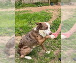 Small #3 Australian Shepherd Mix