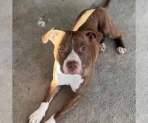 Mutt Dogs for adoption in GILBERTS, IL, USA