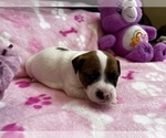 Small Photo #11 Parson Russell Terrier Puppy For Sale in TEMECULA, CA, USA