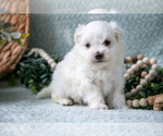 Small Photo #8 Maltese Puppy For Sale in HOLMESVILLE, OH, USA
