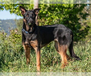 German Shepherd Dog-Unknown Mix Dogs for adoption in San Andreas, CA, USA