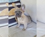 Small #6 French Bulldog