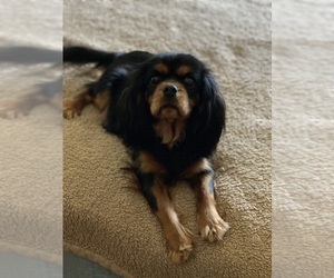 Cavalier King Charles Spaniel Puppy for sale in MONTECITO, CA, USA