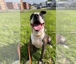 Small #2 Staffordshire Bull Terrier