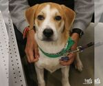 Small Photo #2 Labrador Retriever-Unknown Mix Puppy For Sale in Washington, DC, USA