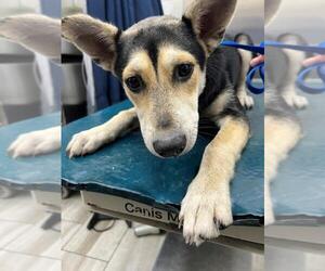Huskies -Unknown Mix Dogs for adoption in Mobile, AL, USA
