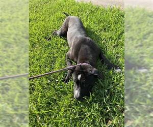 American Pit Bull Terrier Dogs for adoption in Houston, TX, USA