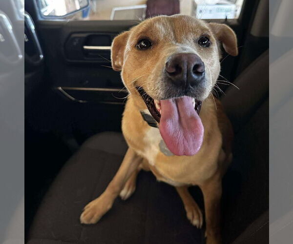 Medium Photo #3 Mutt Puppy For Sale in Brooklyn Center, MN, USA