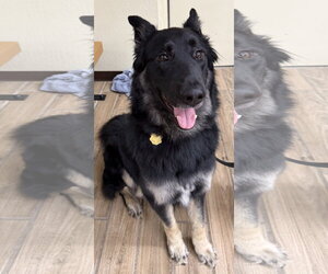 Scar OS - Male German Shepherd Dog Dog for Adoption - Photo #5