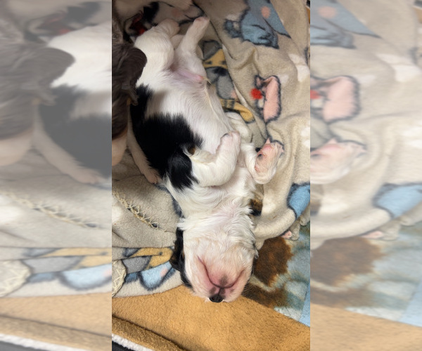 Medium Photo #4 Cavalier King Charles Spaniel Puppy For Sale in DEWITT, MI, USA