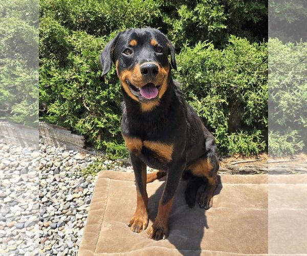 Medium Photo #2 Rottweiler-Unknown Mix Puppy For Sale in Albuquerque, NM, USA