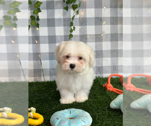 Medium Photo #2 Maltese Puppy For Sale in MARIETTA, GA, USA