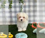 Small #1 Maltese