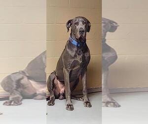 Great Dane Puppy for sale in BELLEVILLE, IL, USA
