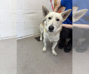 Cardigan Welsh Corgi-German Shepherd Dog Mix Dogs for adoption in San Bernardino, CA, USA