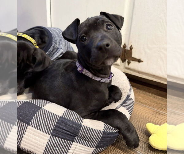 Medium Photo #6 Mutt Puppy For Sale in OKLAHOMA CITY, OK, USA