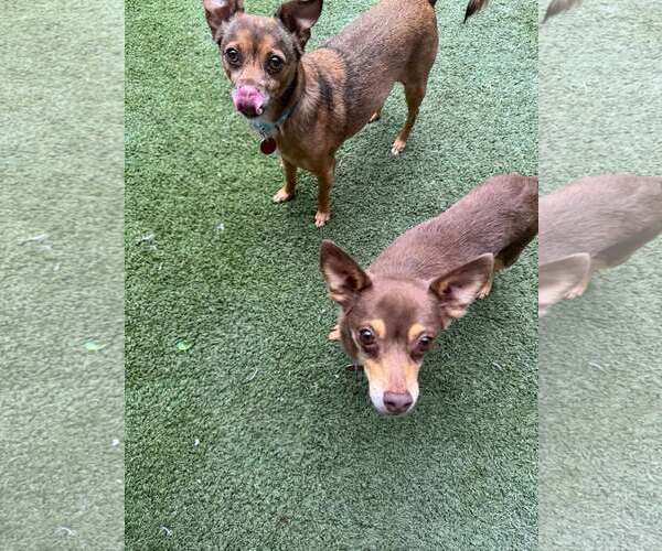 Medium Photo #3 Chihuahua-Unknown Mix Puppy For Sale in Tempe , AZ, USA