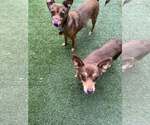 Small #2 Chihuahua Mix