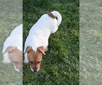 Small Photo #25 Jack Russell Terrier Puppy For Sale in APPLE GROVE, WV, USA