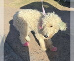 Small #2 Poodle (Standard) Mix