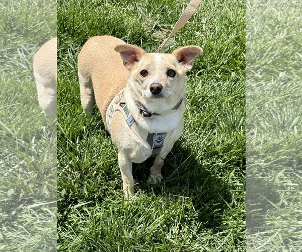 Medium Photo #2 Chihuahua Puppy For Sale in Lee's Summit, MO, USA