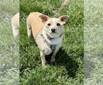Small #1 Chihuahua