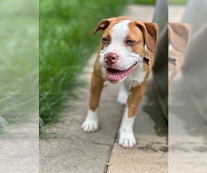 American Pit Bull Terrier Dogs for adoption in Alexandria, VA, USA