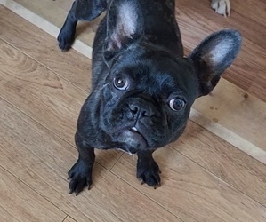 French Bulldog Puppy for sale in COLORADO SPRINGS, CO, USA