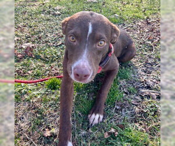 Medium Photo #1 Mutt Puppy For Sale in Sparta, TN, USA