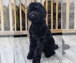 Small #2 Poodle (Standard) Mix