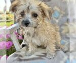 Small Morkie